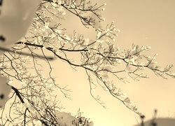 Szary + Sepia