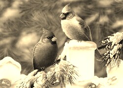 Szary + Sepia