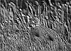 Skamielina