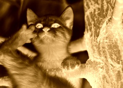 Sepia + Negatyw