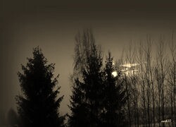 Szary + Sepia