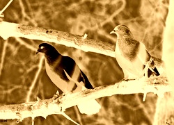 Sepia + Negatyw