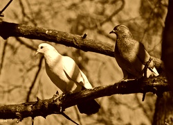 Sepia