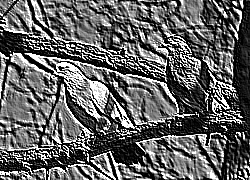 Skamielina