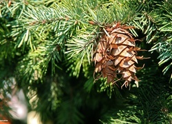 Oryginalny obrazek
