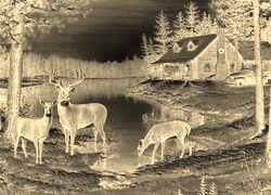 Sepia + Negatyw