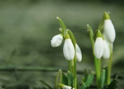 Oryginalny obrazek