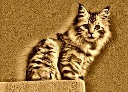 Sepia
