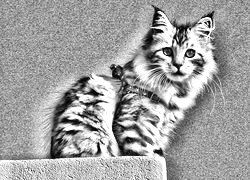Szary + Sepia