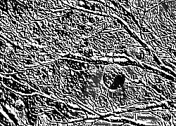 Skamielina
