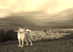 Szary + Sepia