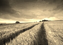 Szary + Sepia