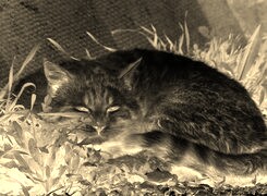 Sepia + Negatyw