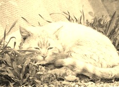 Sepia