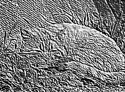 Skamielina