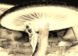 Sepia + Negatyw