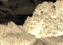 Sepia + Negatyw