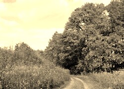 Szary + Sepia