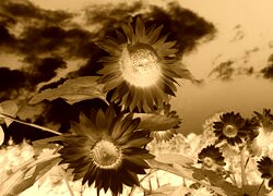 Sepia + Negatyw