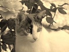 Szary + Sepia
