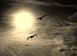 Sepia
