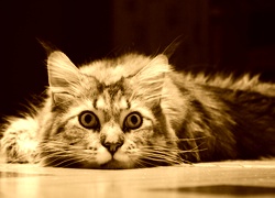Sepia