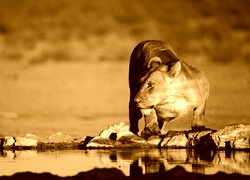 Sepia
