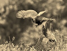 Szary + Sepia