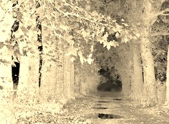 Sepia + Negatyw