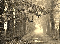 Szary + Sepia