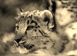 Sepia