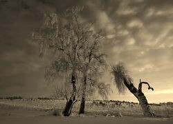 Szary + Sepia