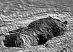 Skamielina