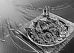 Skamielina