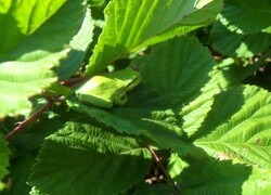 Oryginalny obrazek