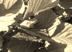 Szary + Sepia
