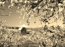 Sepia