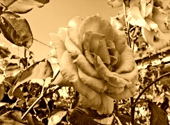 Sepia