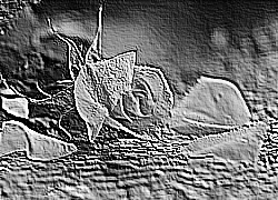 Skamielina