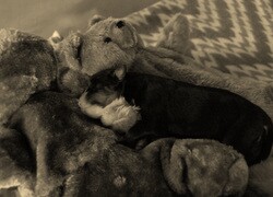Szary + Sepia