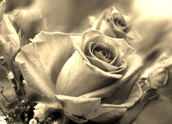 Szary + Sepia
