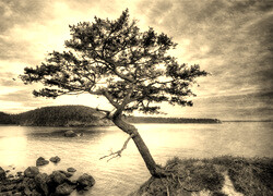 Szary + Sepia
