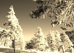 Szary + Sepia