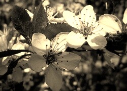 Szary + Sepia