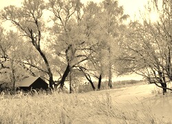 Szary + Sepia