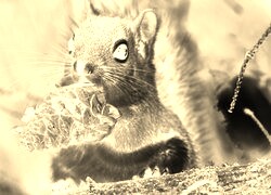 Sepia + Negatyw