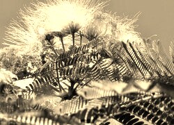 Szary + Sepia