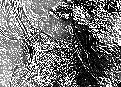 Skamielina