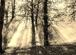 Szary + Sepia