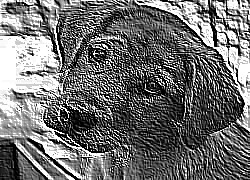 Skamielina